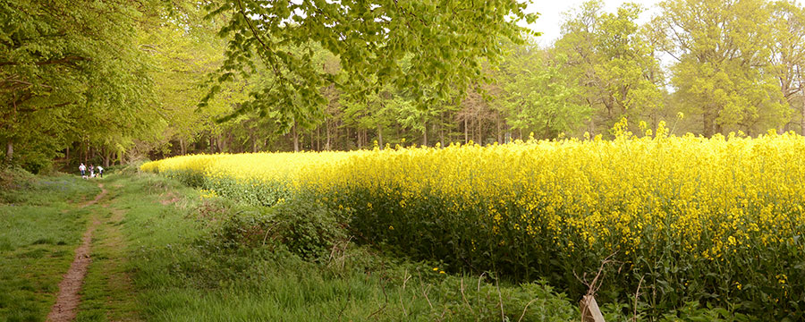 The Blickling Estate, Norfolk